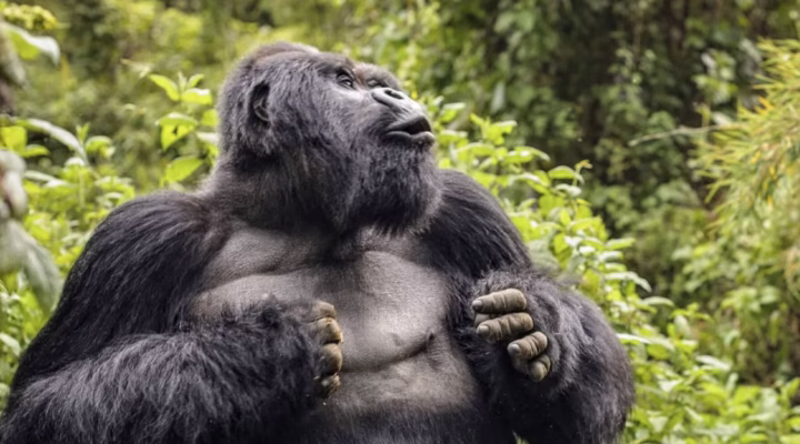 How Do Gorillas Communicate