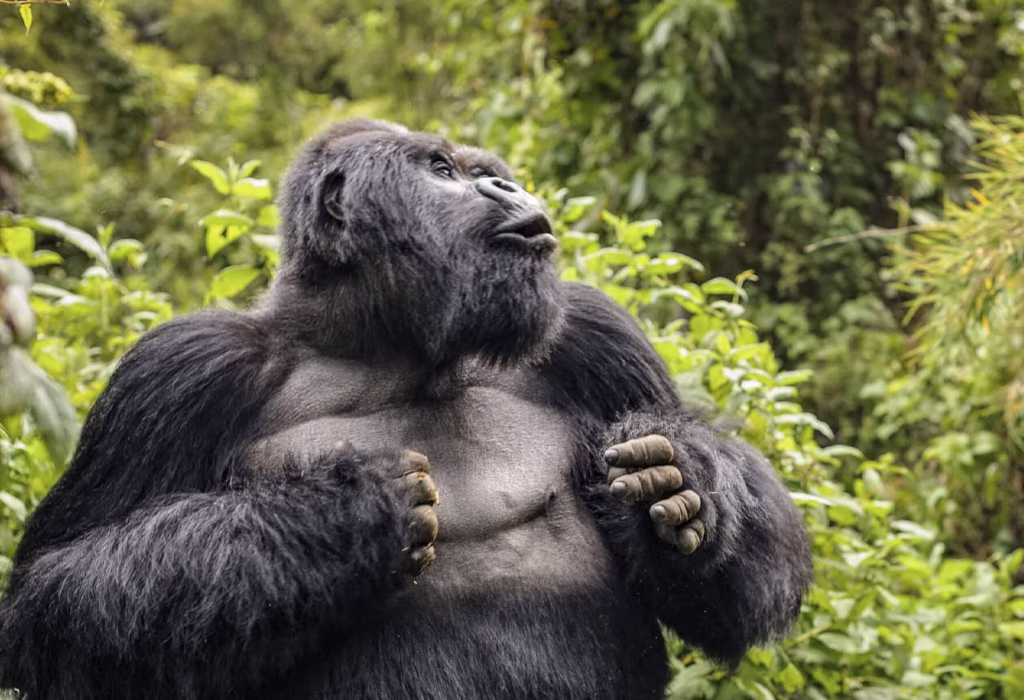 How Do Gorillas Communicate