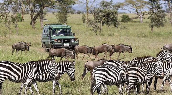 kilimanjaro safari experience