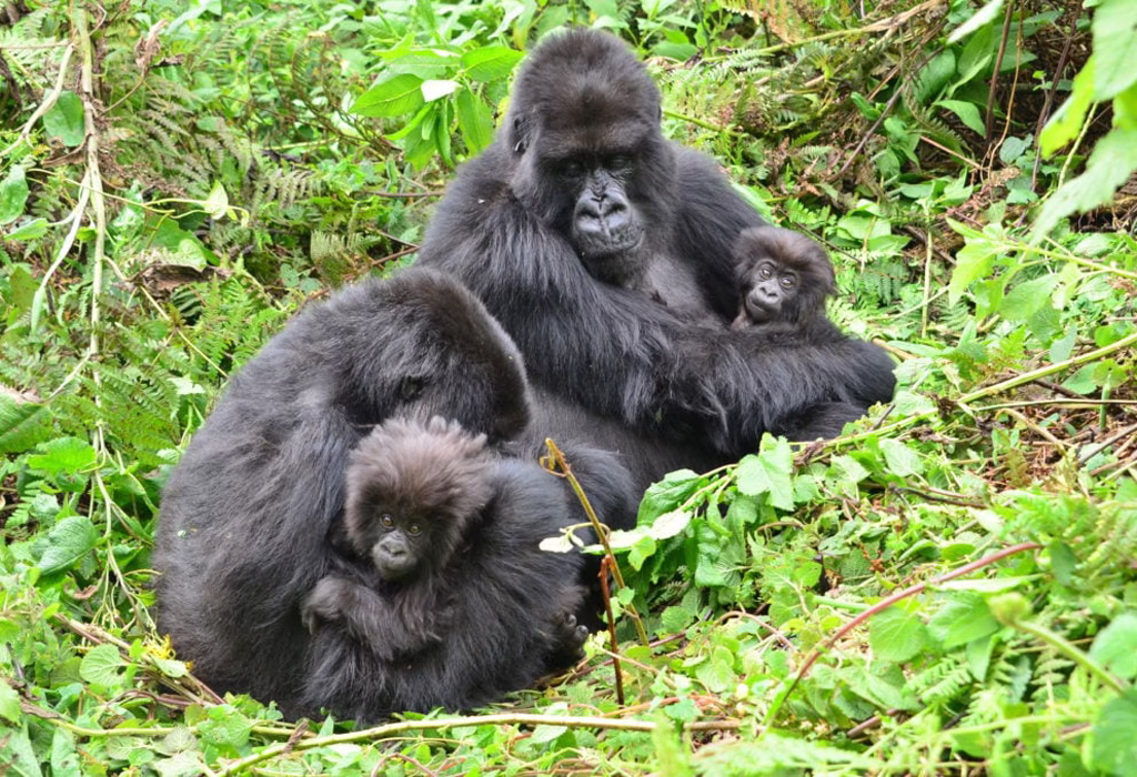 A mother gorilla gently carrying her baby on her back in a lush green forest, showcasing the strong bond and nurturing care between them