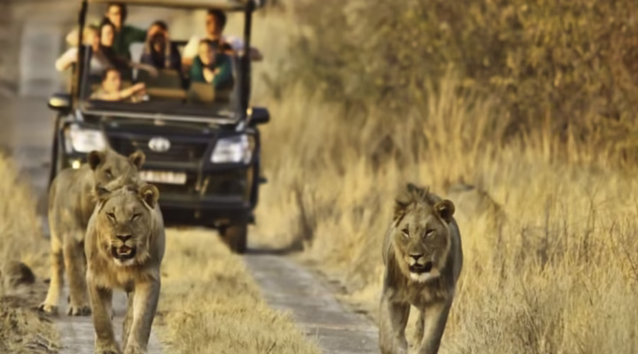 A pride of lions in front of a safari vehicle in the African savannah
