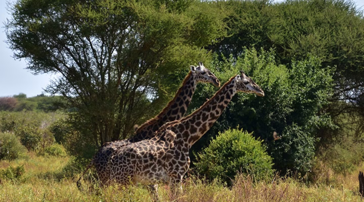 Community-managed wildlife area in Africa featuring open savannah, local rangers, and free-roaming elephants in a protected habitat