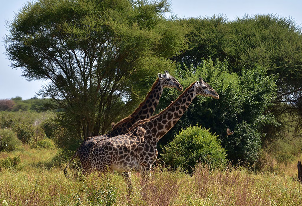Community-managed wildlife area in Africa featuring open savannah, local rangers, and free-roaming elephants in a protected habitat