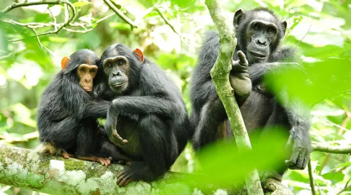Photography Tours in Rwanda
