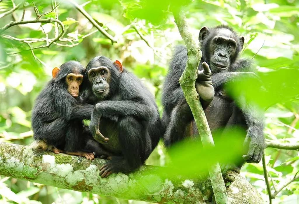 Photography Tours in Rwanda