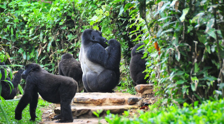 Are Gorillas Endangered or Threatened?
