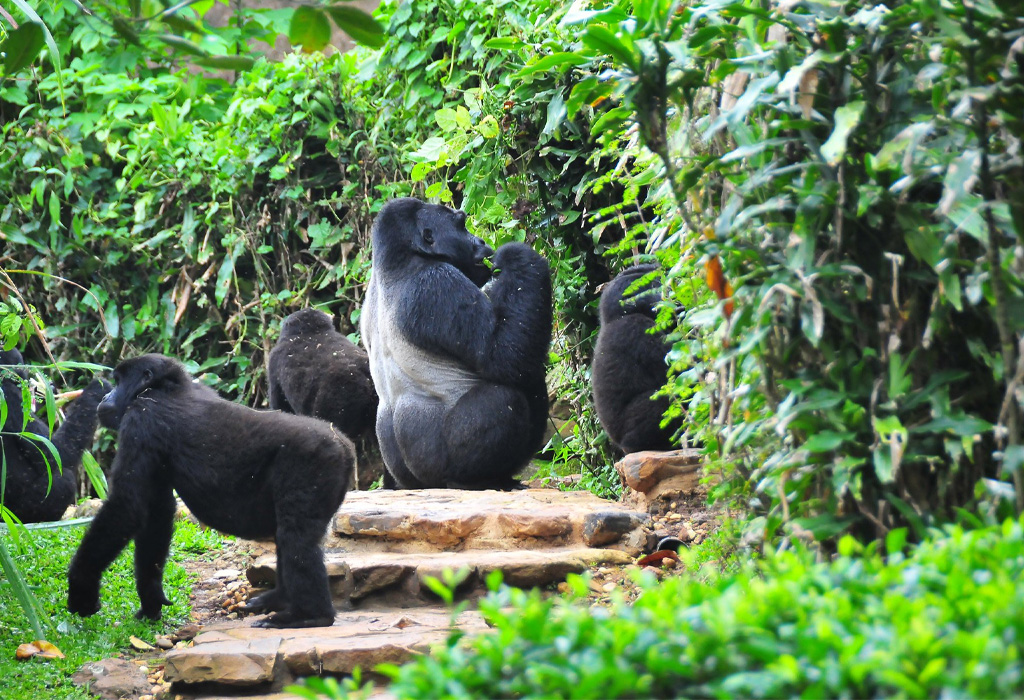 Are Gorillas Endangered or Threatened?