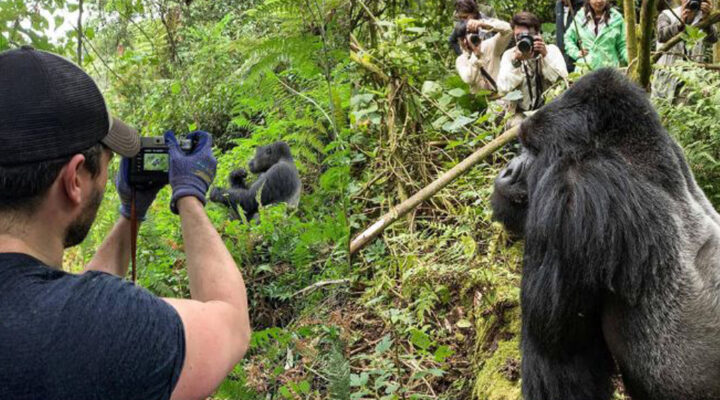 Rwanda Gorilla Trekking Best Time to Go
