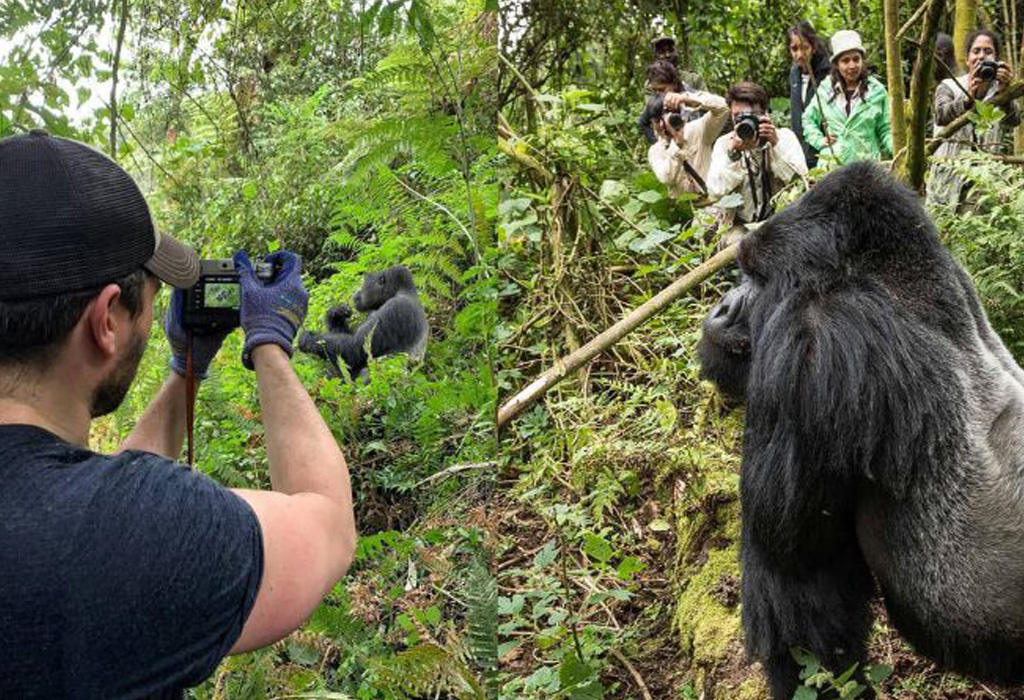 Rwanda Gorilla Trekking Best Time to Go