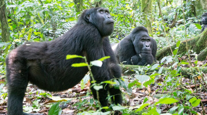 Which African Country Has an Annual Gorilla Naming Ceremony?
