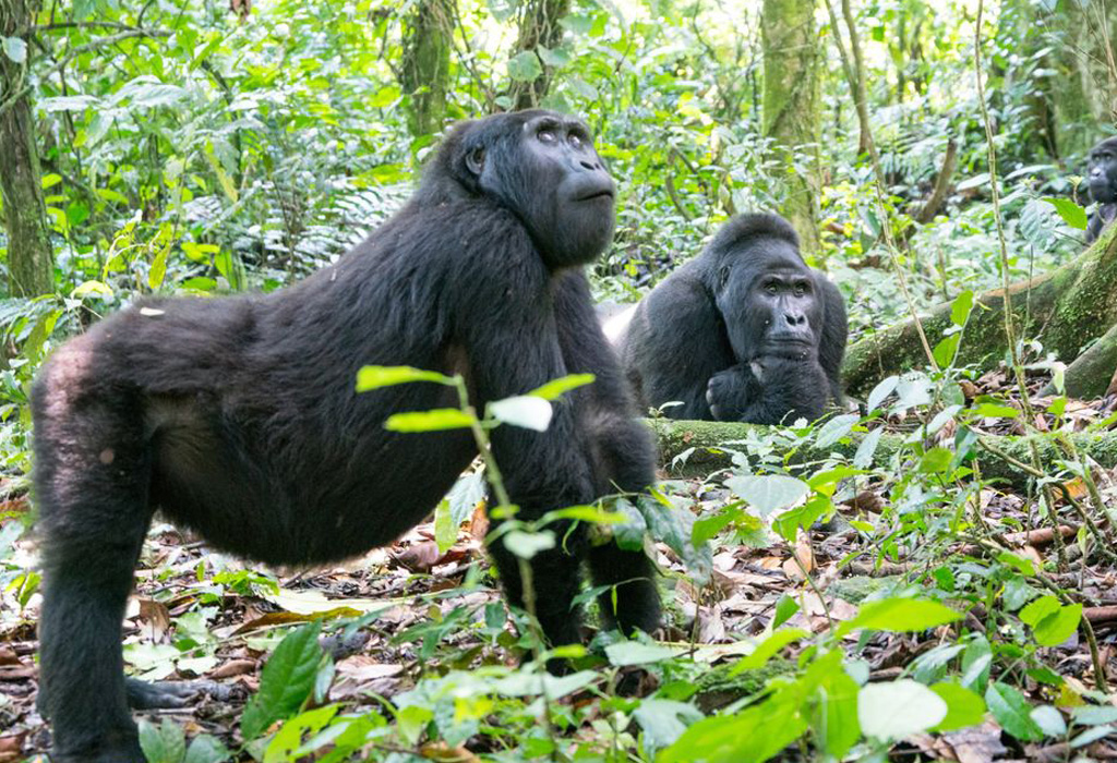 Which African Country Has an Annual Gorilla Naming Ceremony?