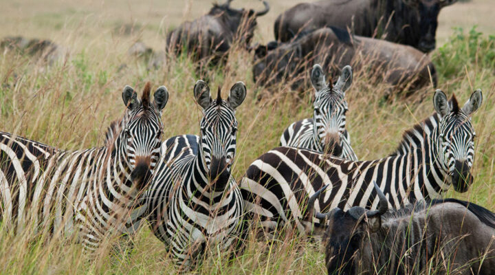 Which Animals Are Part of the Great Migration?