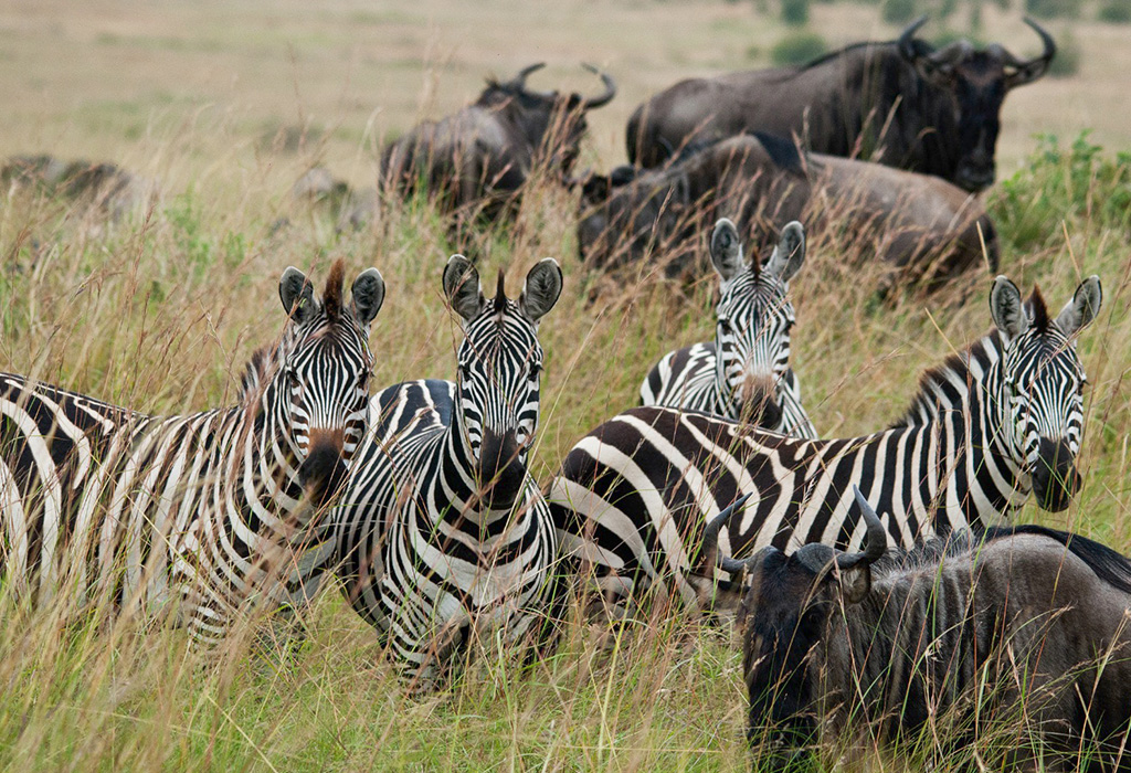 Which Animals Are Part of the Great Migration?