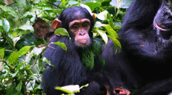 Morning Chimpanzee Trek in Kibale National Park