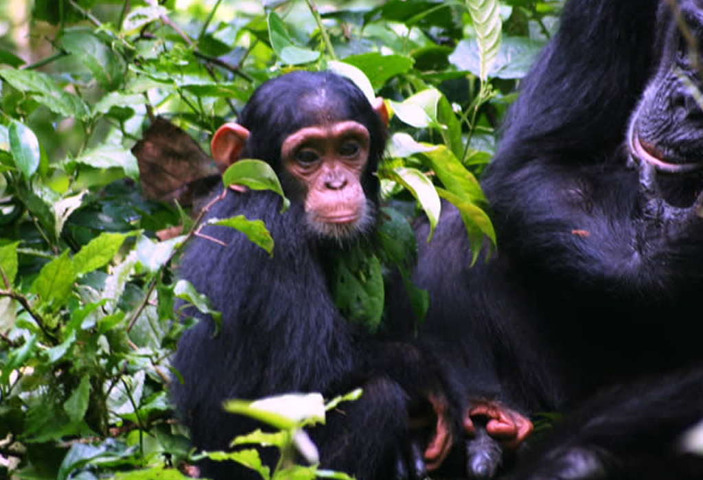 Morning Chimpanzee Trek in Kibale National Park