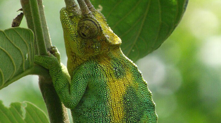 The Three-Horned Chameleons in Bwindi Impenetrable National Park