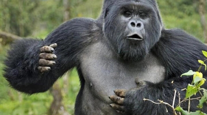Why Do Gorillas Beat Their Chest?
