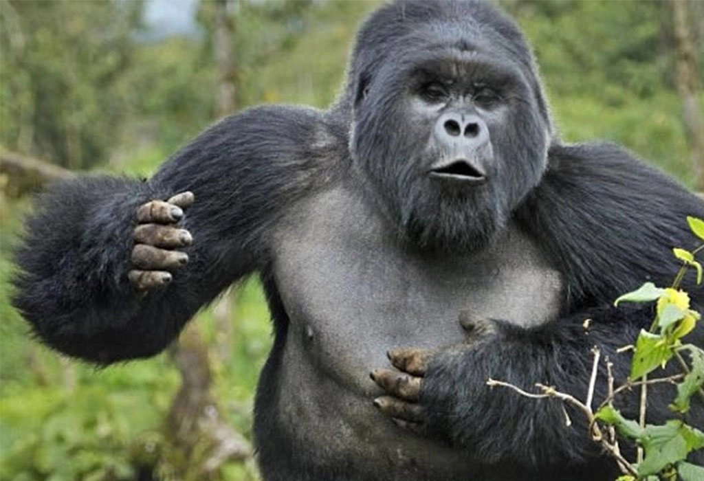 Why Do Gorillas Beat Their Chest?