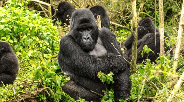 Amahoro Gorilla Family in Volcanoes National Park