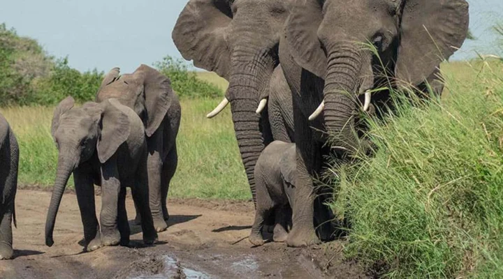 Where Can I See the Big Five in Tanzania?