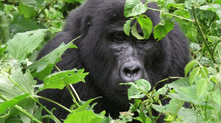Why Gorilla Trekking Is Cheaper During the Low Season