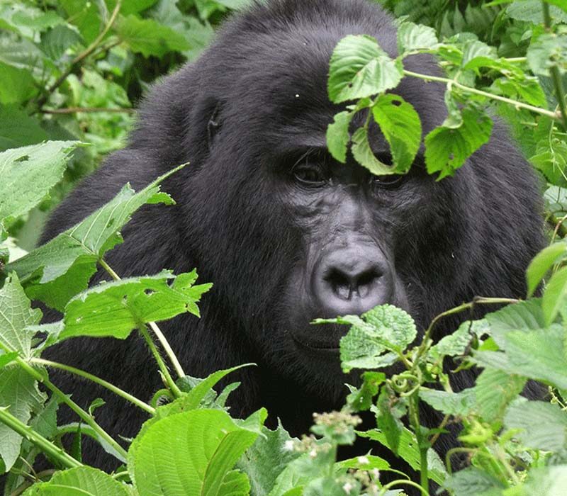 Why Gorilla Trekking Is Cheaper During the Low Season