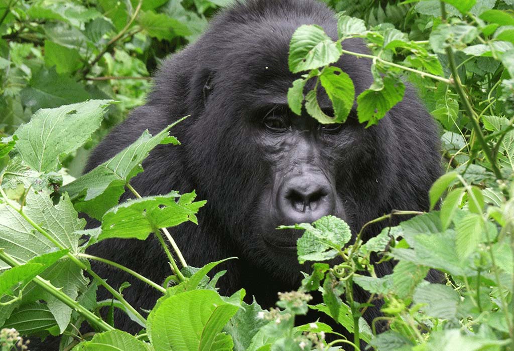 Why Gorilla Trekking Is Cheaper During the Low Season