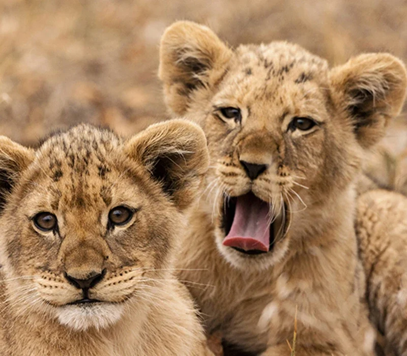 Which Park Has the Highest Big Five Encounter Rate in Uganda?