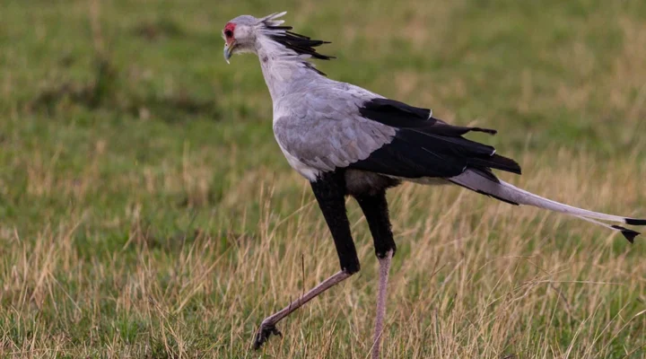 Birds of Kidepo Valley National Park