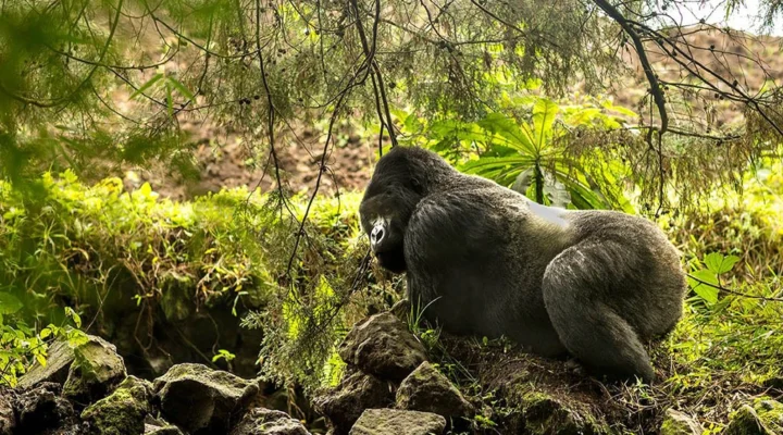 Bwenge Gorilla Family in Volcanoes National Park