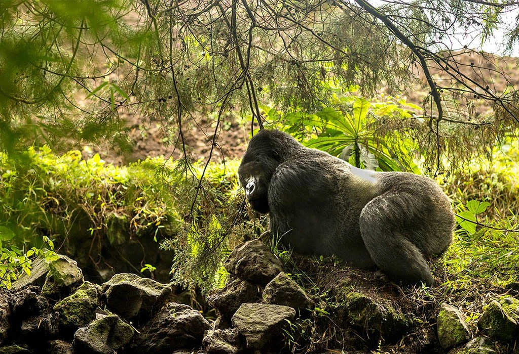 Bwenge Gorilla Family in Volcanoes National Park 