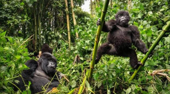 Why Most Visitors Prefer Bwindi Over Volcanoes National Park