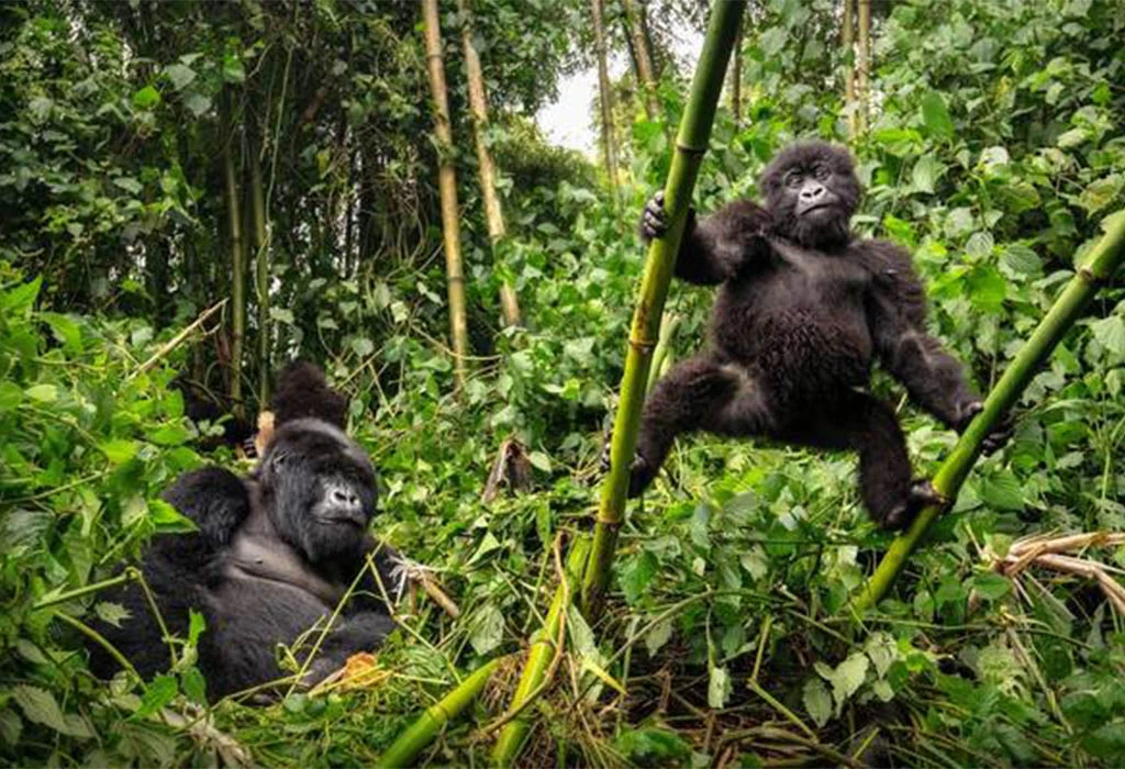 Why Most Visitors Prefer Bwindi Over Volcanoes National Park