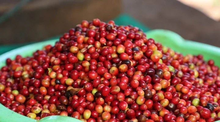 Coffee Tours Around Sipi Falls