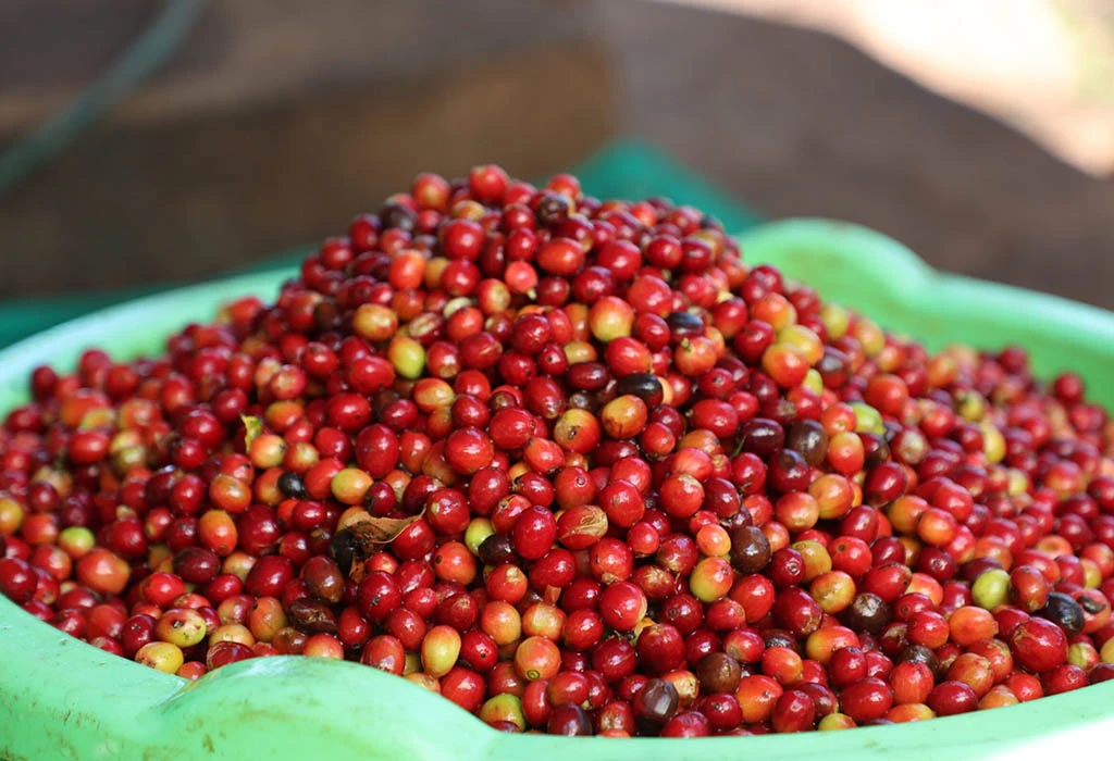 Coffee Tours Around Sipi Falls