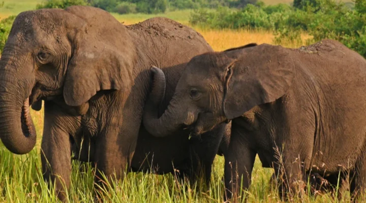 Fascinating Elephant Facts and Where to See Them in Uganda