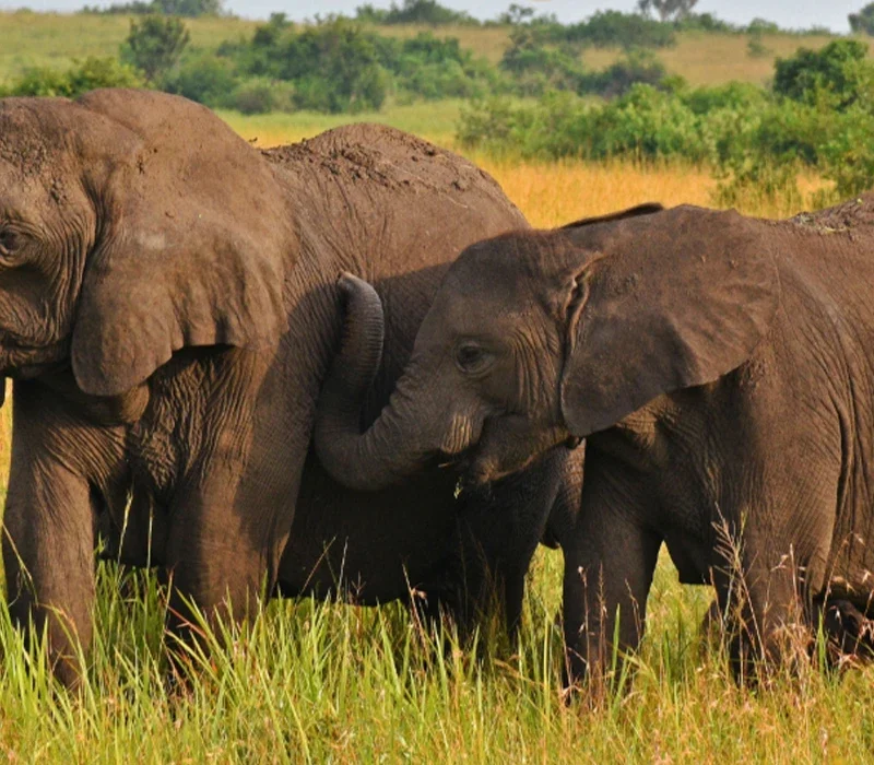 Fascinating Elephant Facts and Where to See Them in Uganda