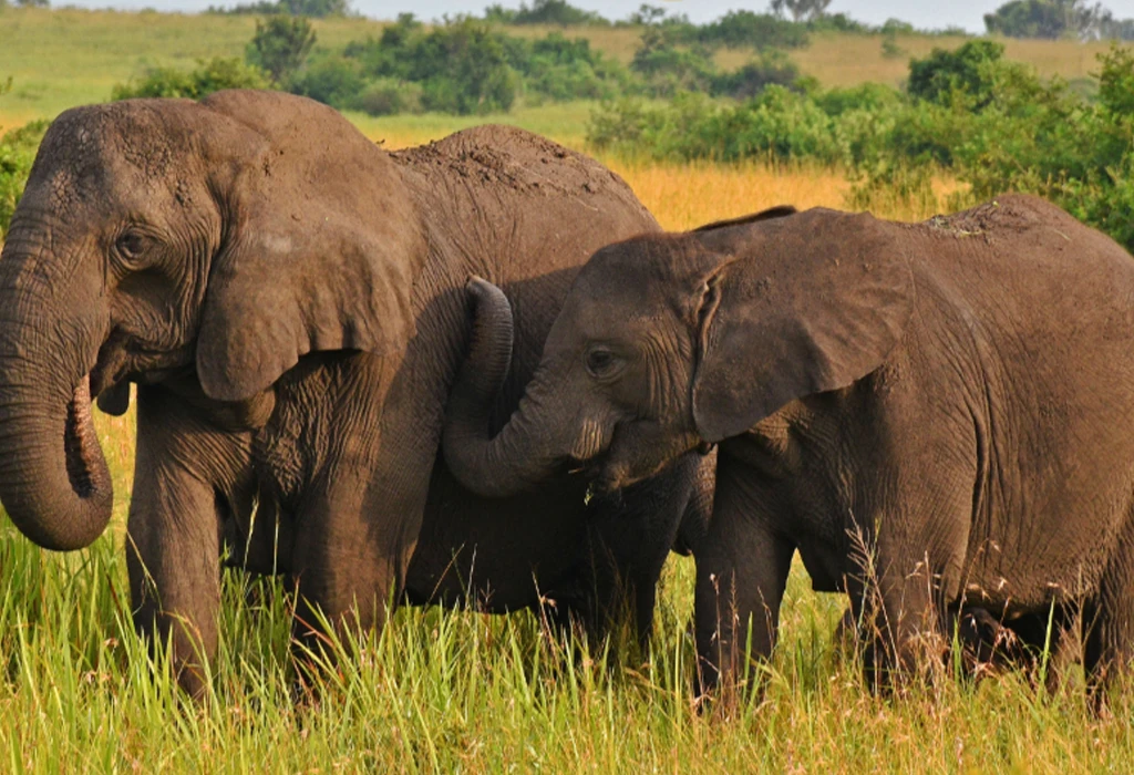 Fascinating Elephant Facts and Where to See Them in Uganda