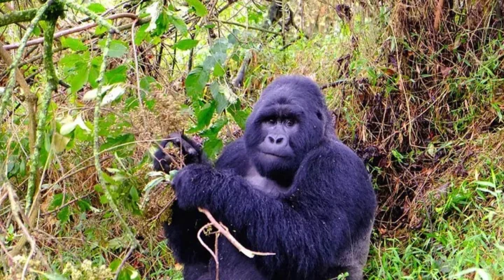 Getting to Mgahinga Gorilla National Park