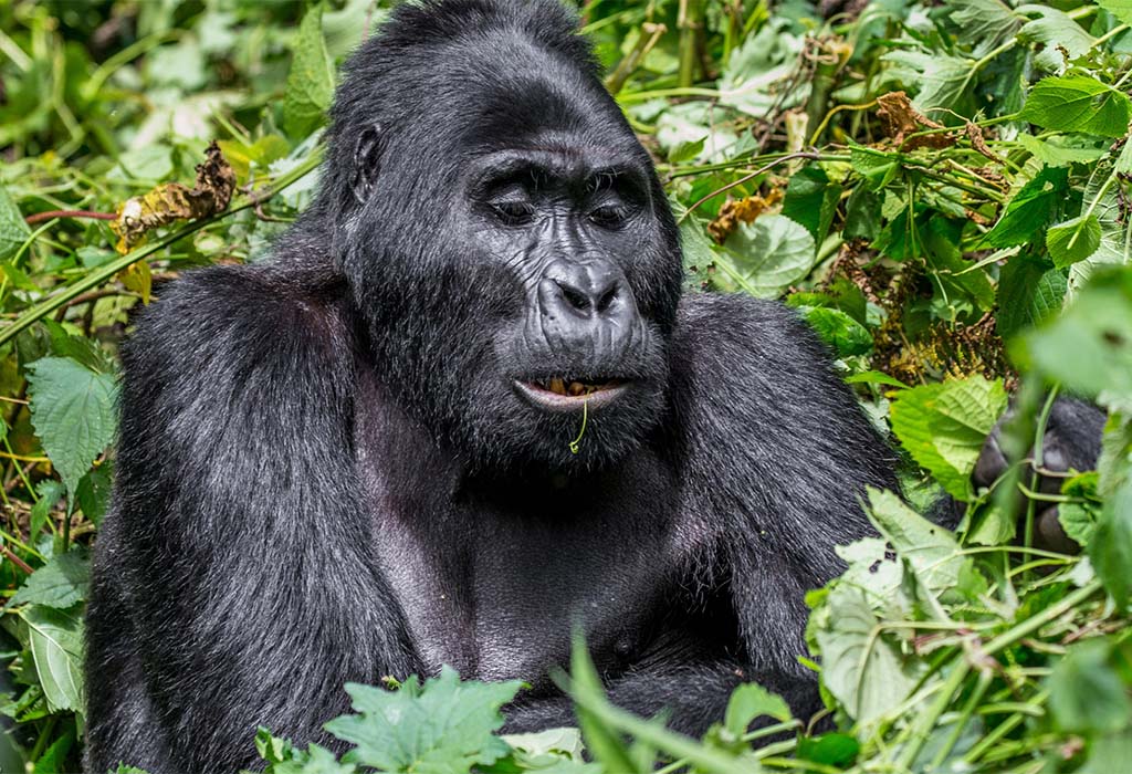 Tips for Booking Gorilla Permits in 2026 to Avoid Crowds