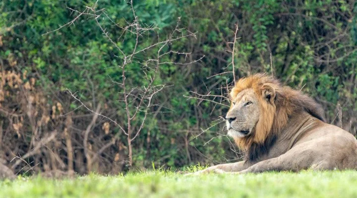 Things to Do & See in Queen Elizabeth National Park