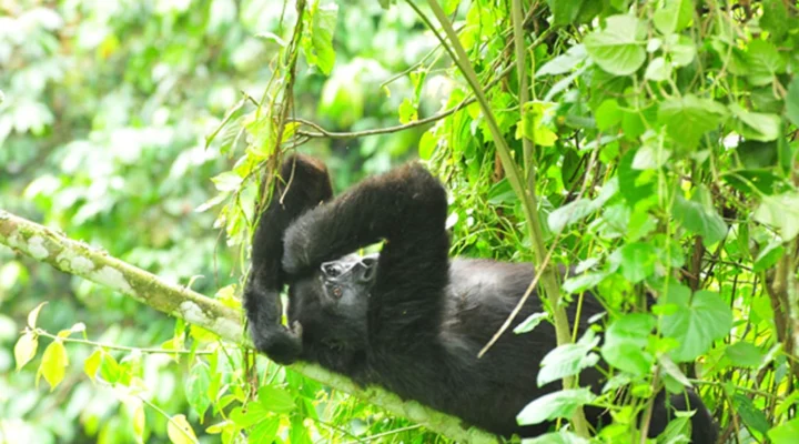 Ruhija Sector in Bwindi Impenetrable National Park