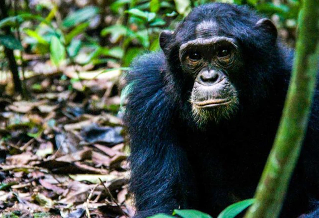 Top Activities in Kibale National Park