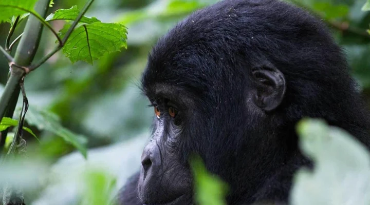 Who Is Eligible to Buy Gorilla Permits in Uganda?