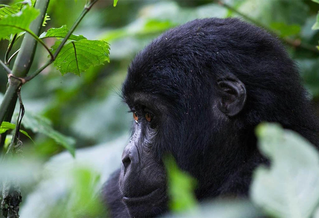 Who Is Eligible to Buy Gorilla Permits in Uganda?