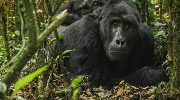 Why Going on a Gorilla Trek in the Off-Season Is Preferable