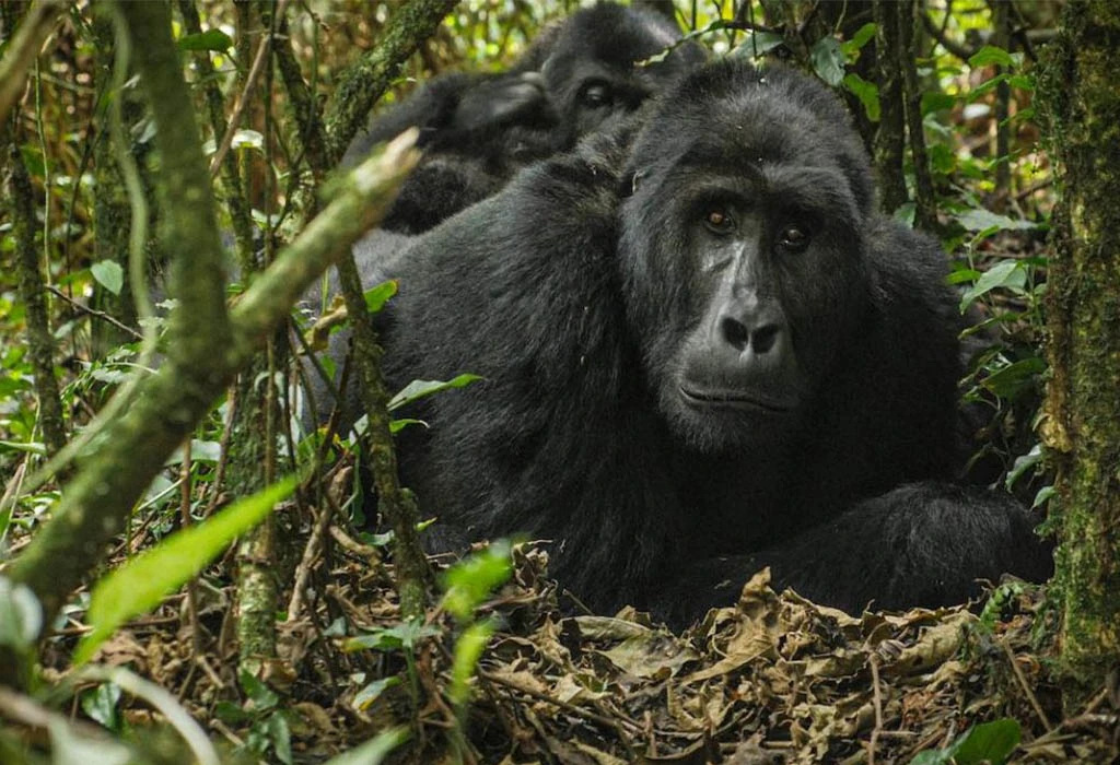 Why Going on a Gorilla Trek in the Off-Season Is Preferable