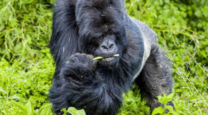 Where Is Gorilla Habituation Experience Done in Bwindi?