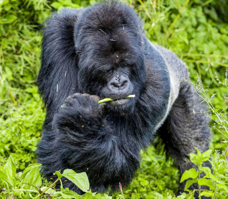 Where Is Gorilla Habituation Experience Done in Bwindi?