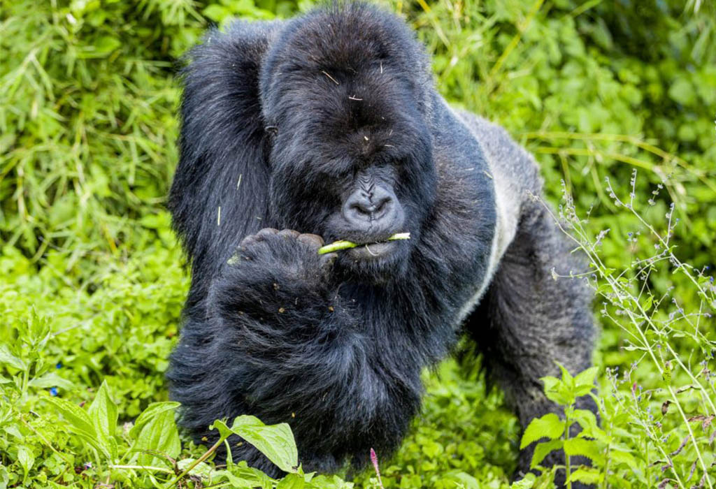 Where Is Gorilla Habituation Experience Done in Bwindi?